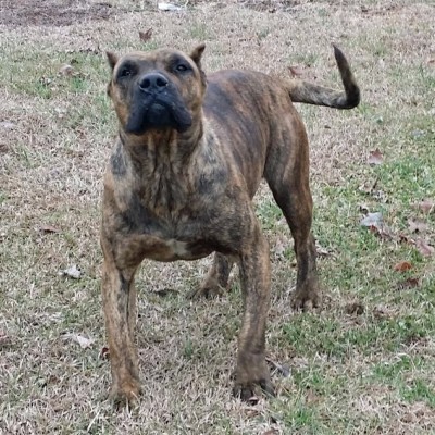 Presa Canario Breeders in NC - Bird Dog's Bullies