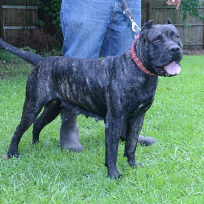 Presa Canario Breeders in NC - Bird Dog's Bullies